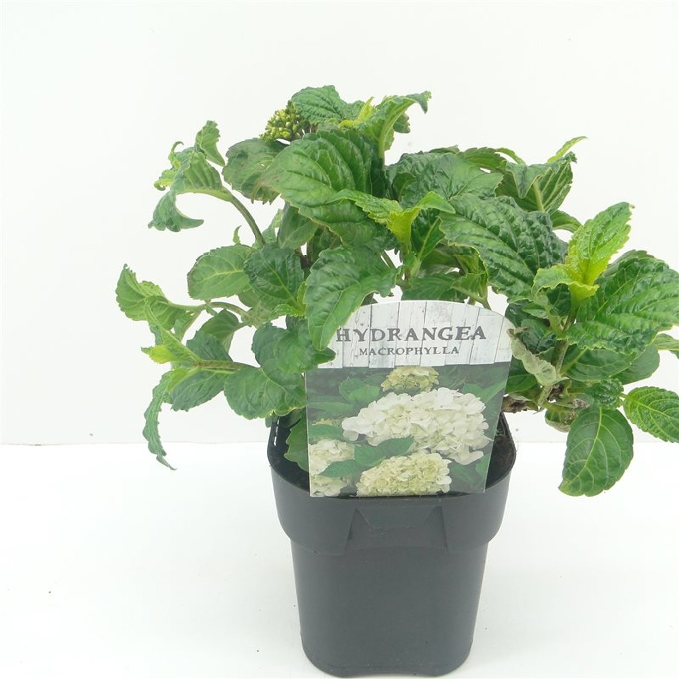 Hydrangea macr. 'White' - C2